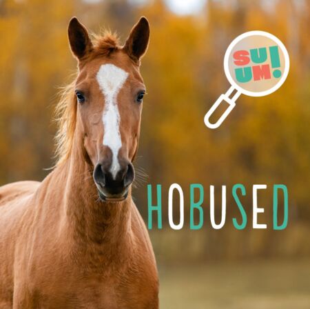 Hobused kaanepilt – front cover